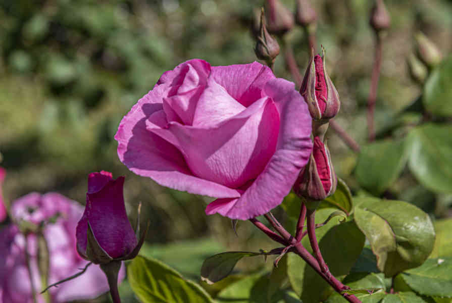 Rosa rosa - parque de Cervantes - Barcelona - Catalunya 3.jpg